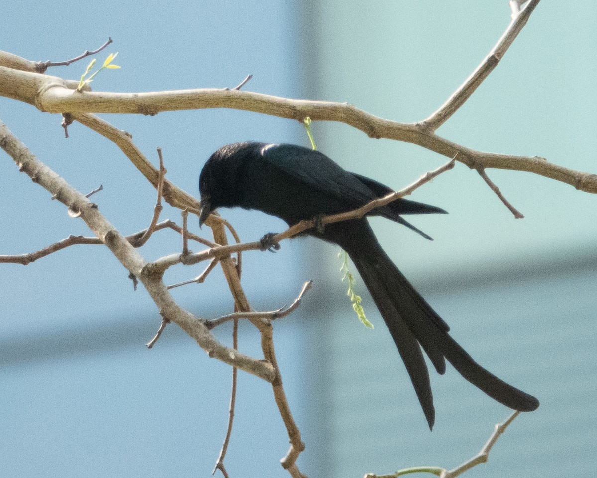 Drongo royal - ML615746339