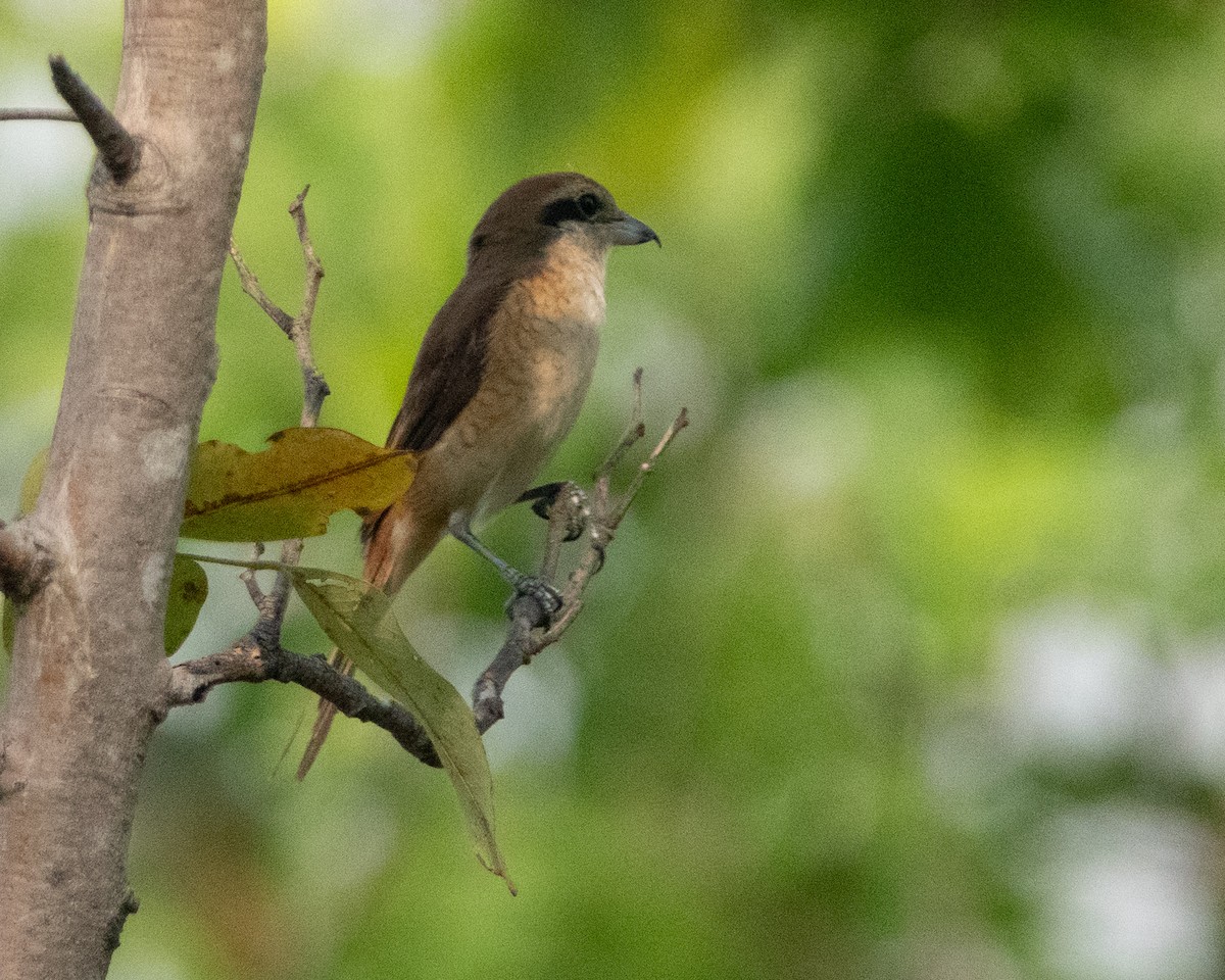 Brown Shrike - ML615746342