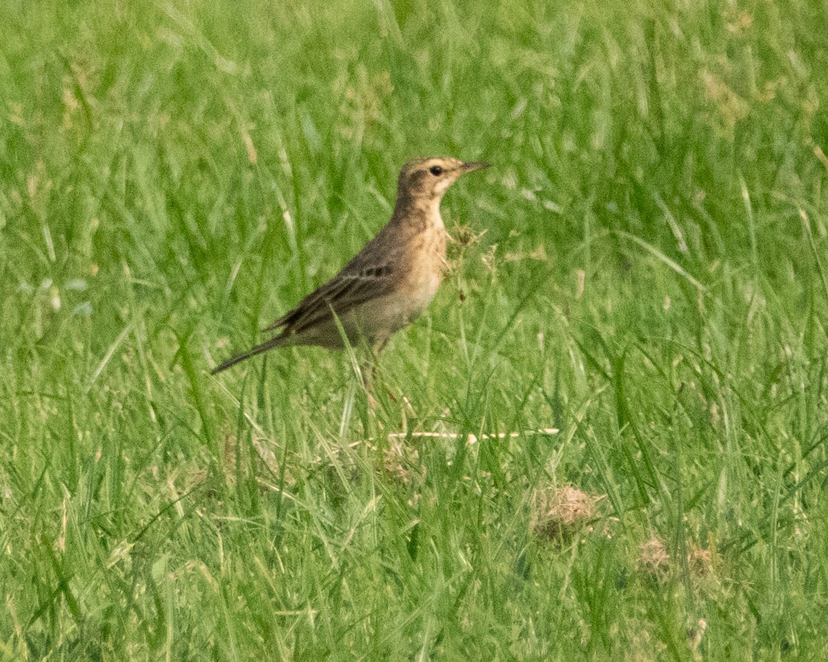 פפיון הודי - ML615746346