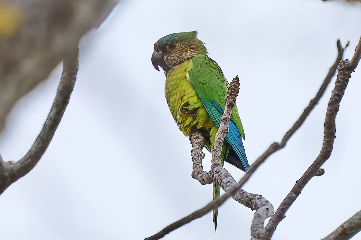 Brown-throated Parakeet (Brown-throated) - Beata Milhano