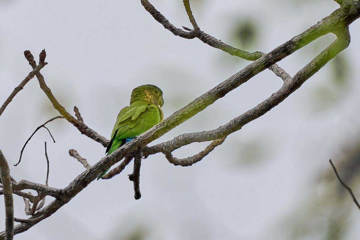 Brown-throated Parakeet (Brown-throated) - ML615746382