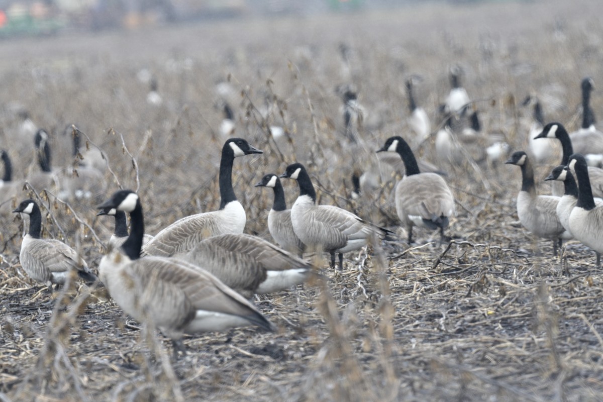 Cackling Goose (Richardson's) - Christopher Veale