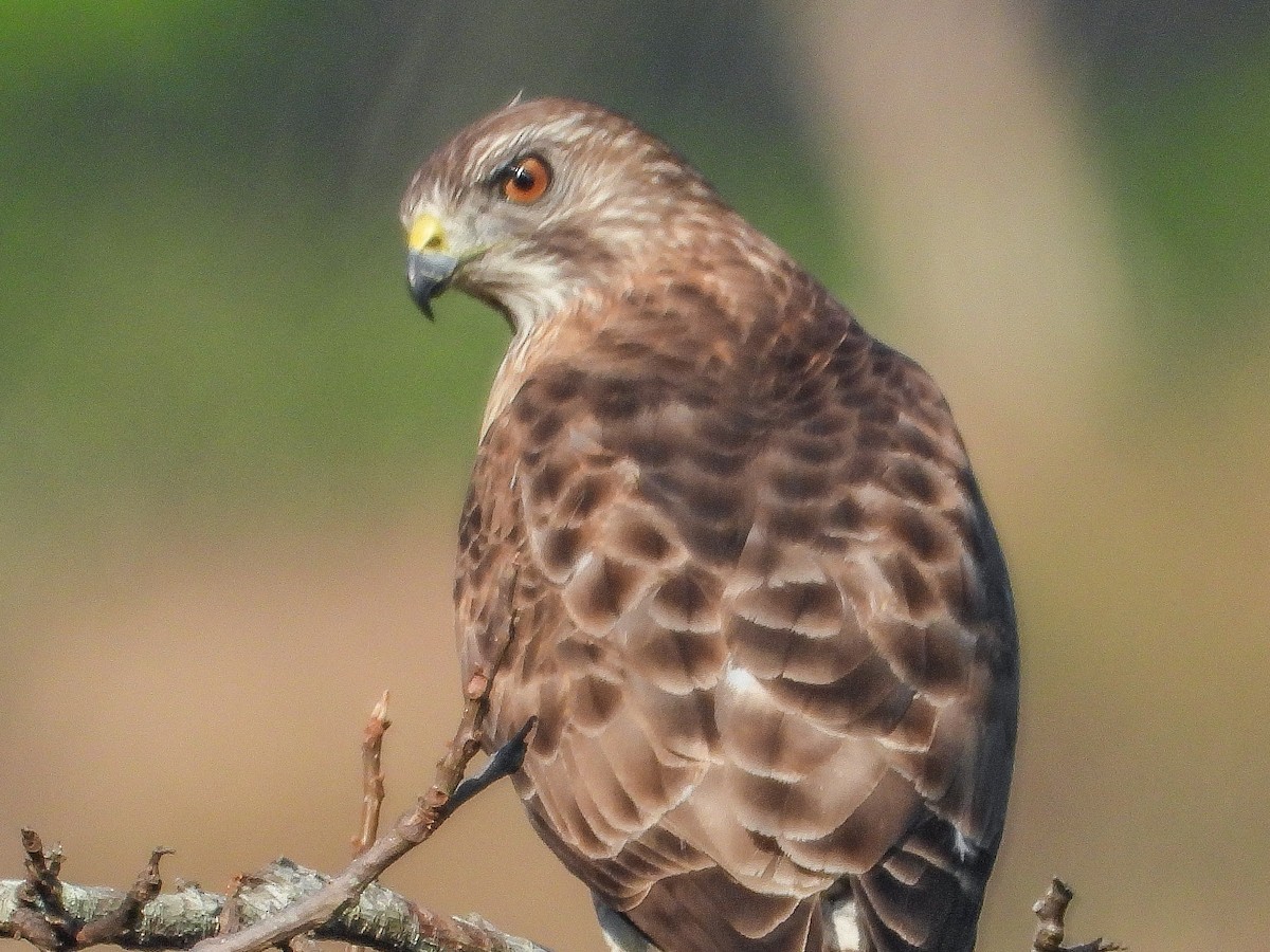 Broad-winged Hawk - Thomas Schultz