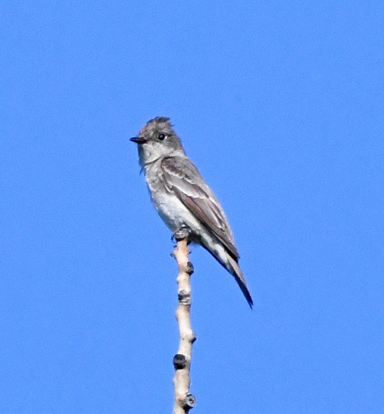 Olive-sided Flycatcher - ML615746466