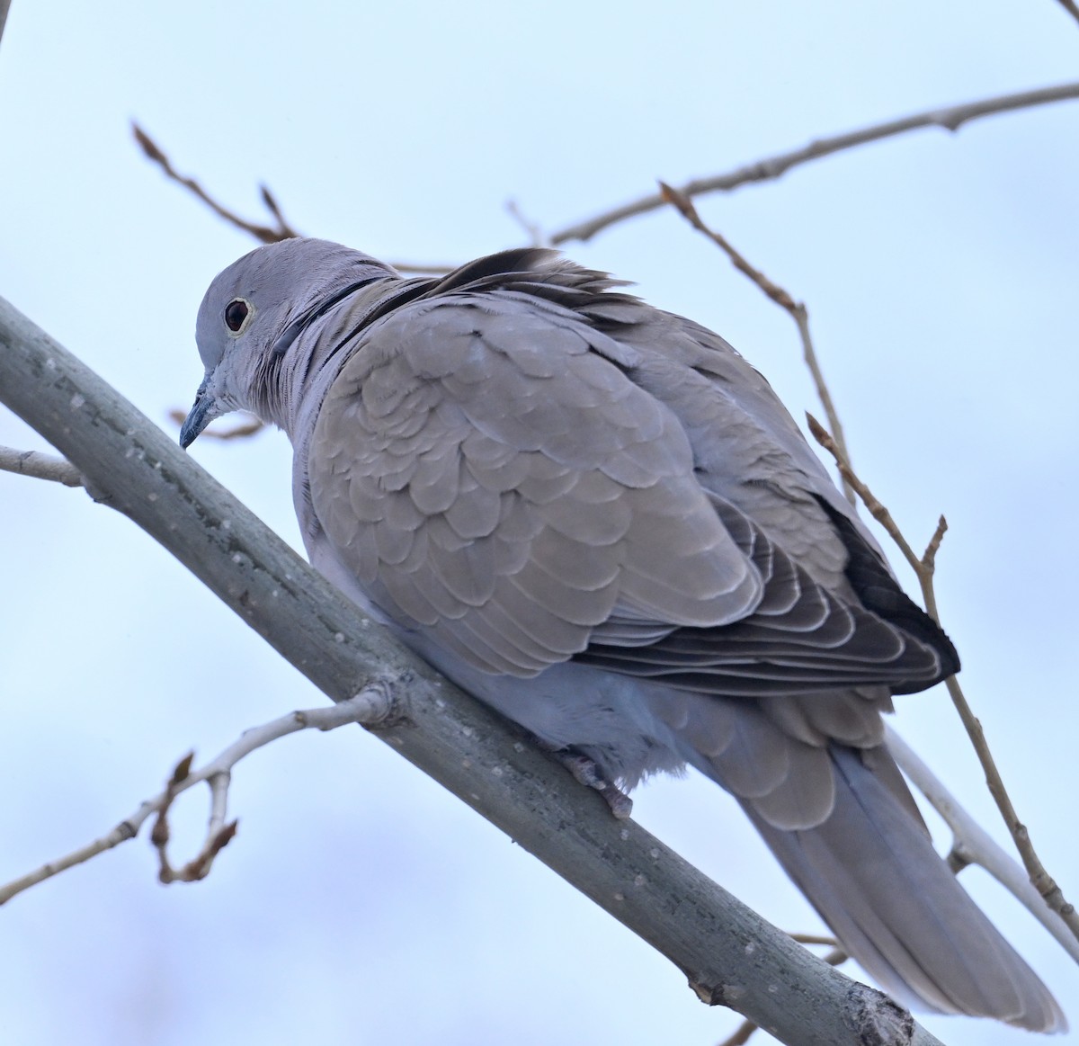 Eurasian Collared-Dove - ML615746508