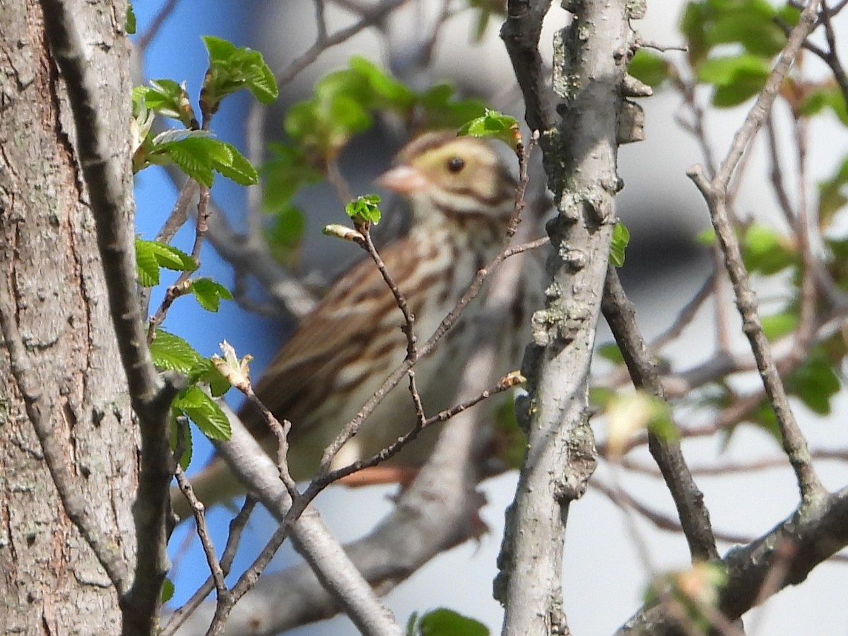 Savannah Sparrow - ML615746522