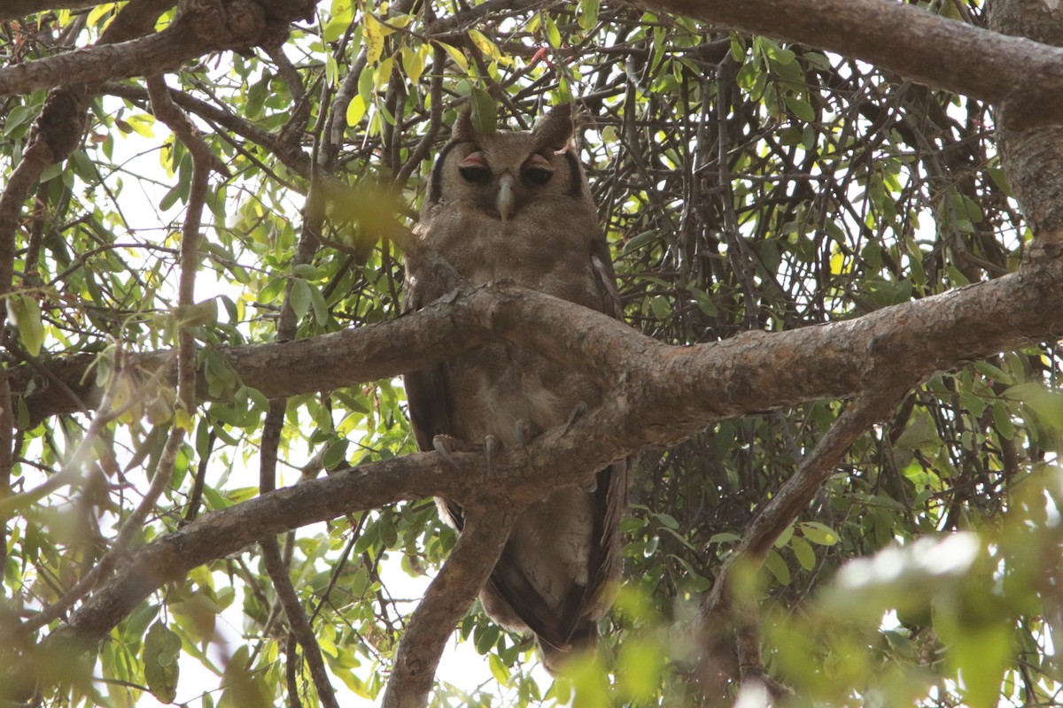 Verreaux's Eagle-Owl - ML615746548