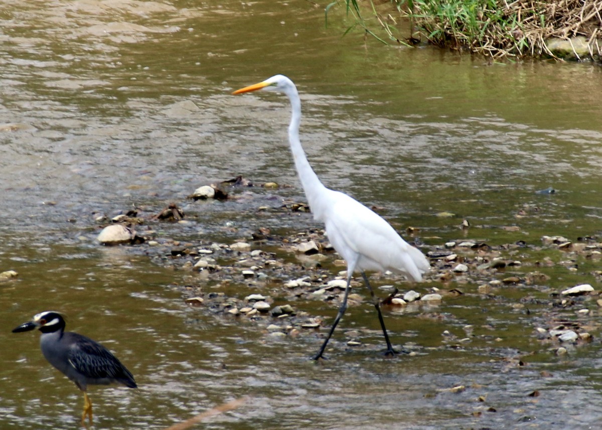 Great Egret - ML615746551