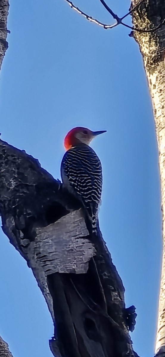 Red-bellied Woodpecker - Jason Lush