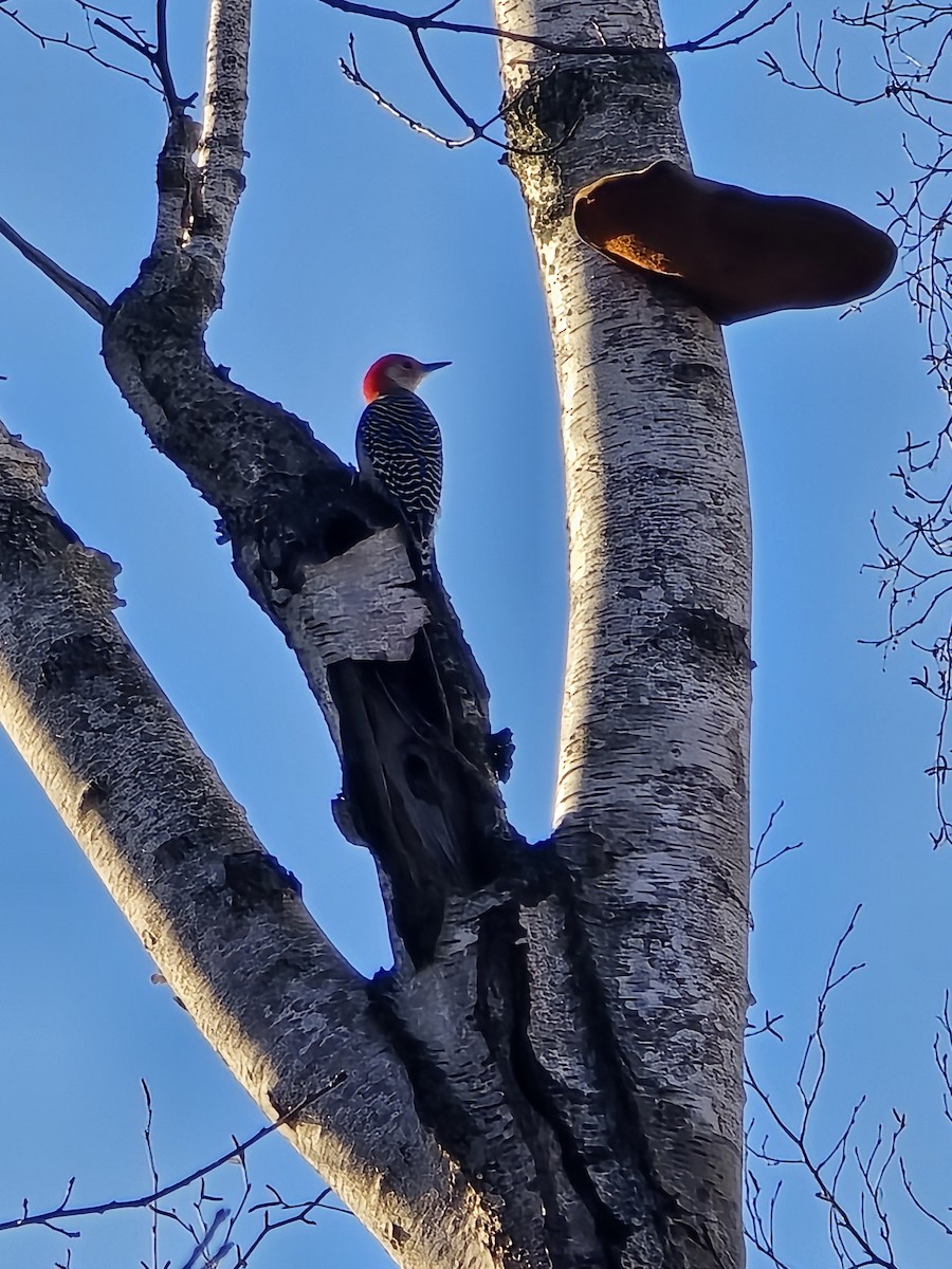 Red-bellied Woodpecker - Jason Lush