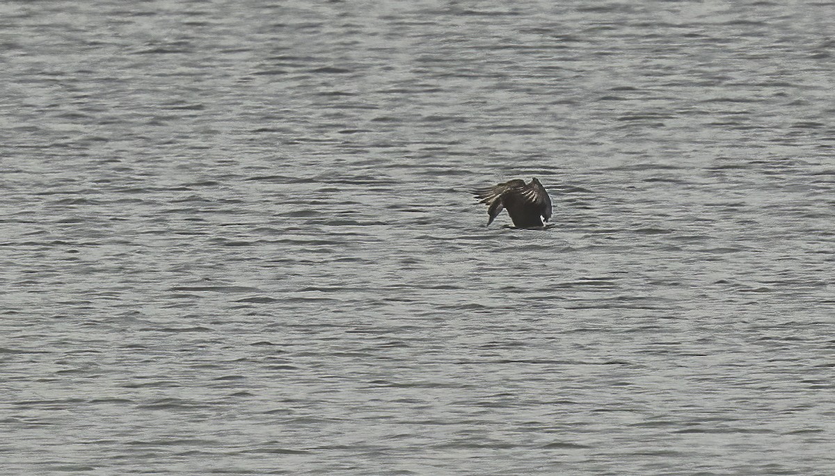 Common Scoter - ML615746734