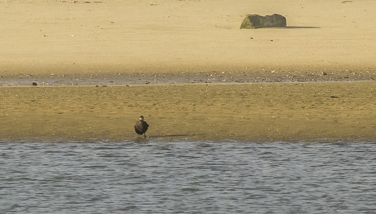 Common Scoter - ML615746765