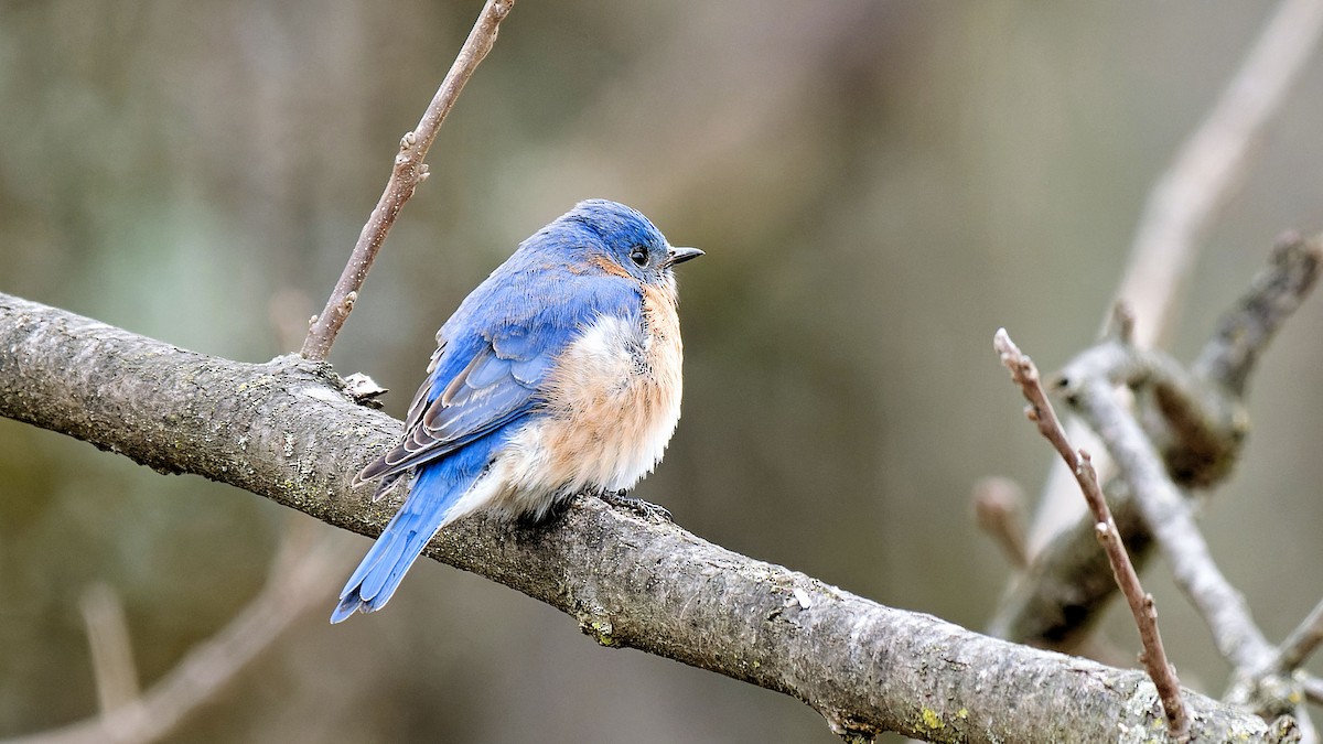 Eastern Bluebird - Craig Becker