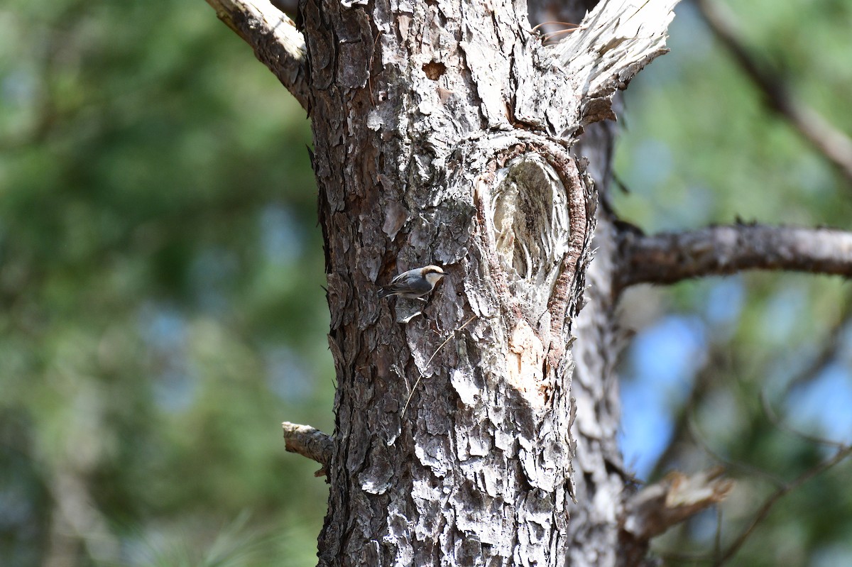 Brown-headed Nuthatch - ML615746796