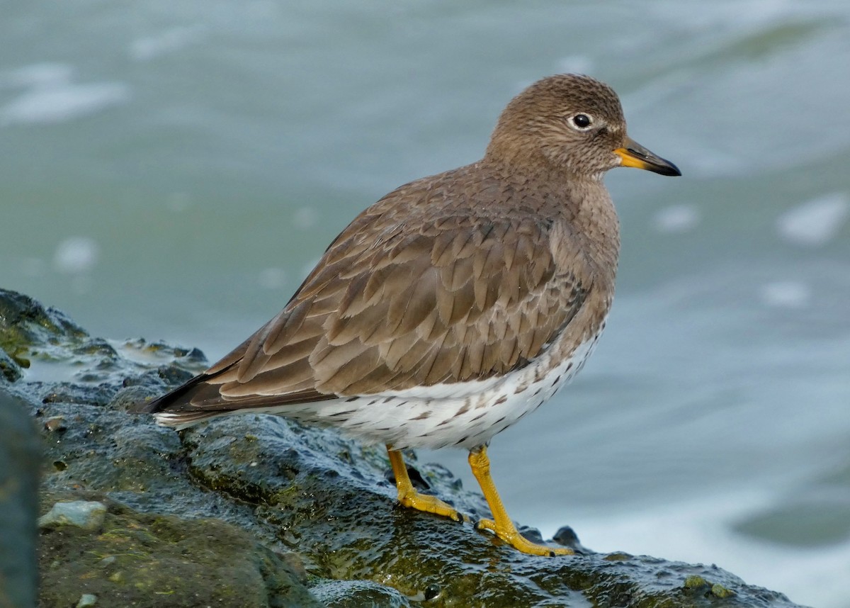 Surfbird - ML615746819