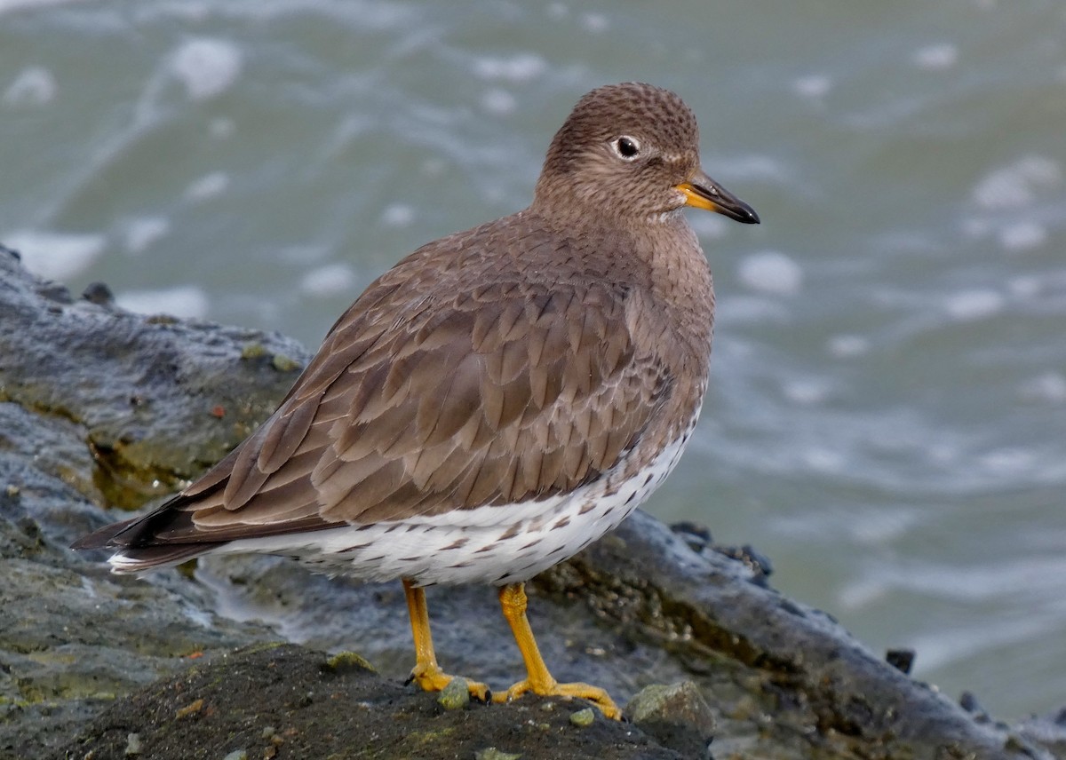 Surfbird - ML615746820