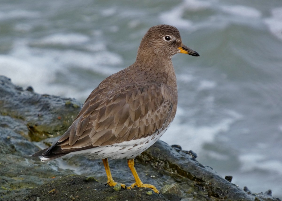 Surfbird - ML615746821