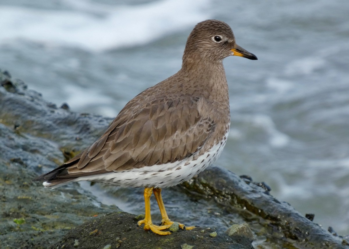 Surfbird - ML615746823