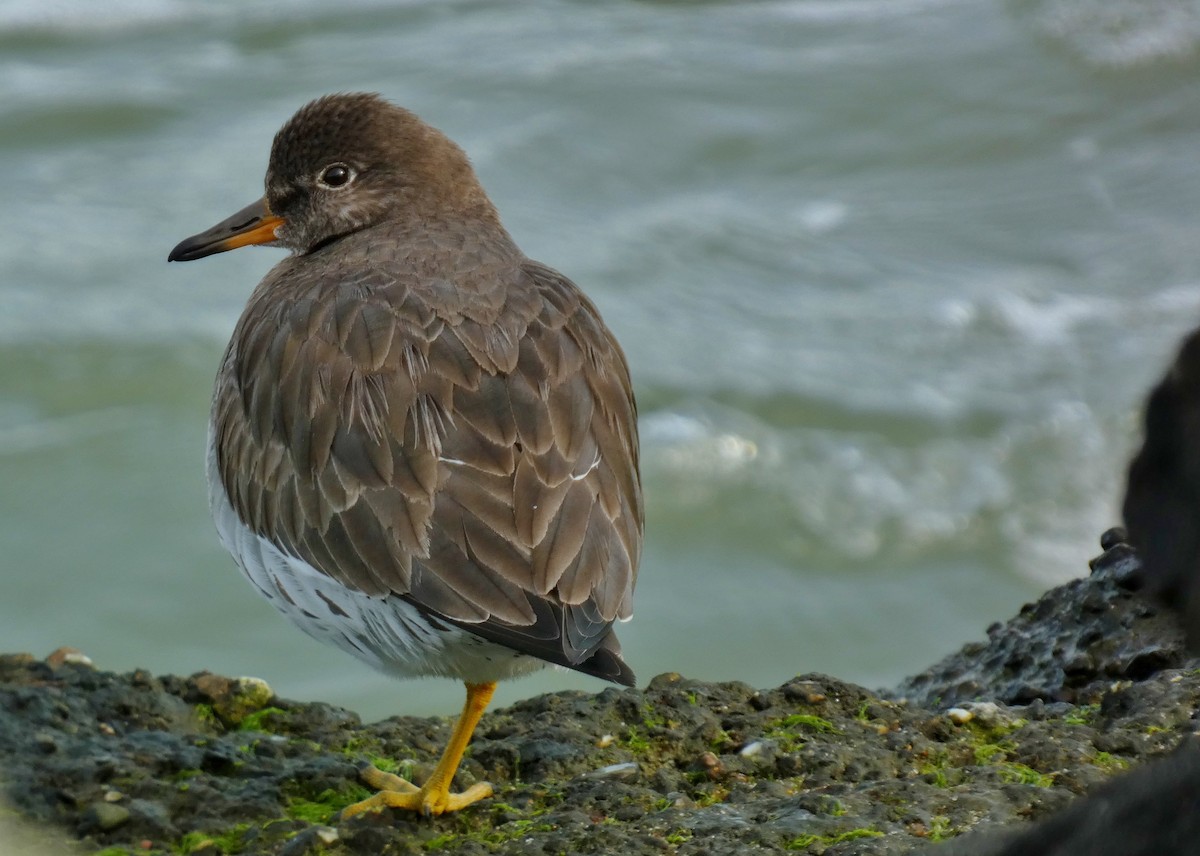 Surfbird - ML615746824