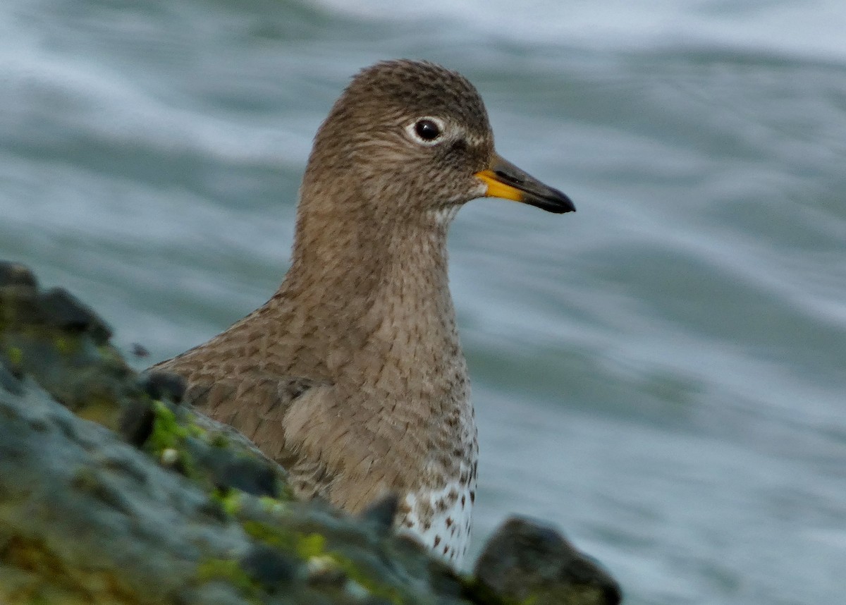 Surfbird - ML615746825