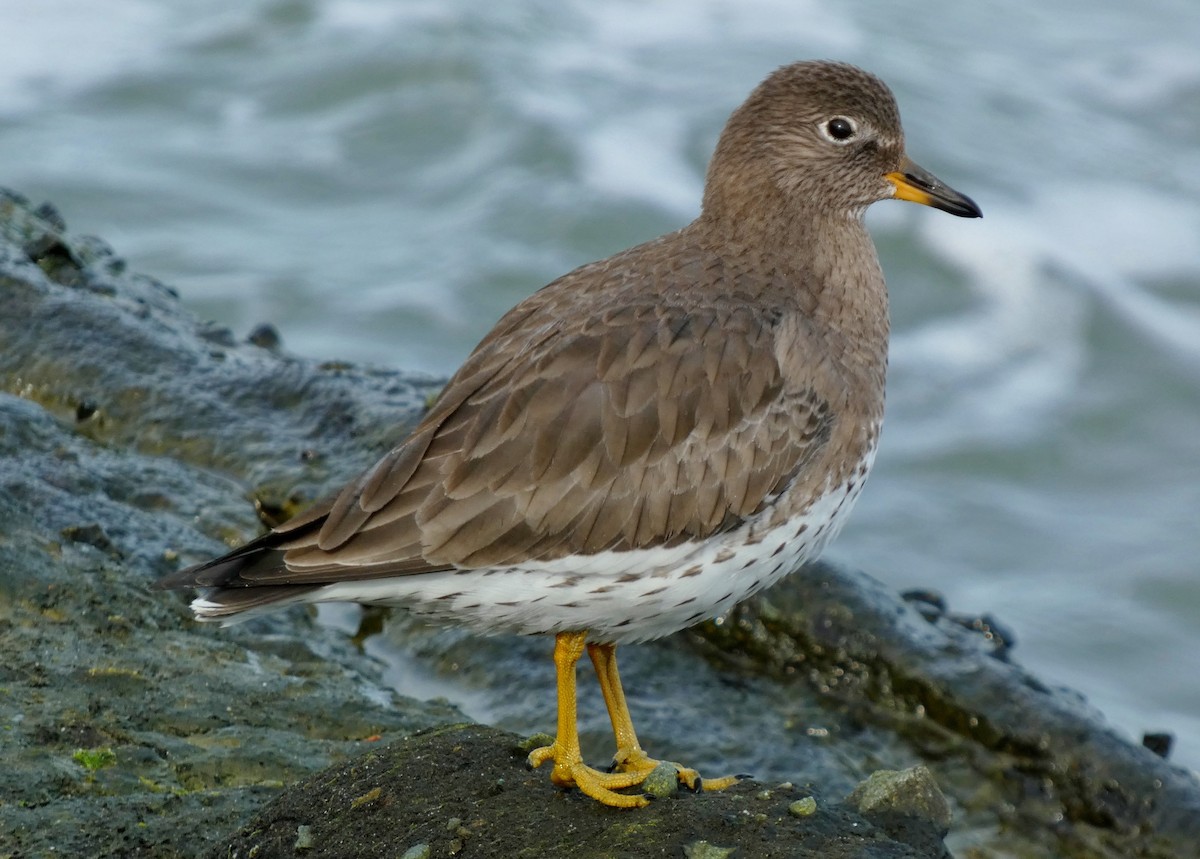 Surfbird - ML615746826