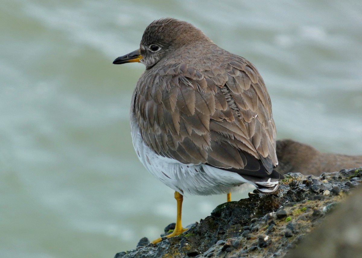 Surfbird - ML615746827