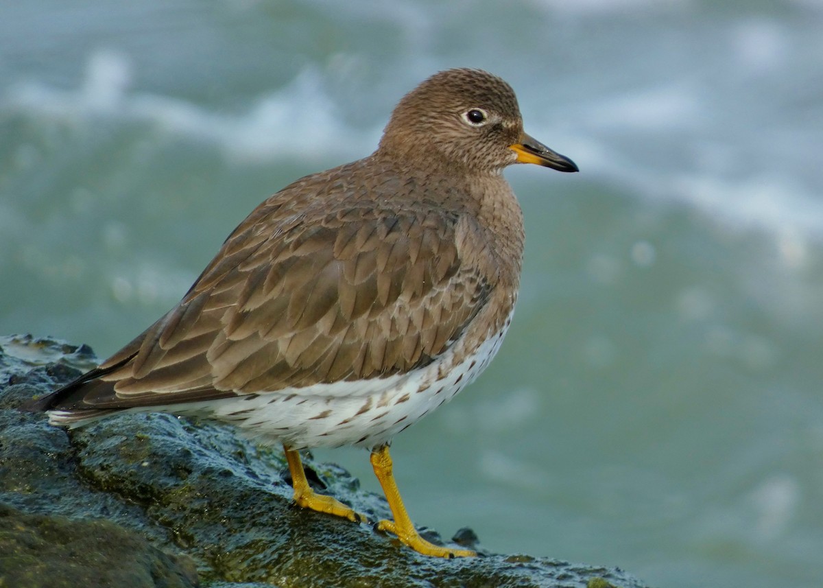 Surfbird - ML615746831