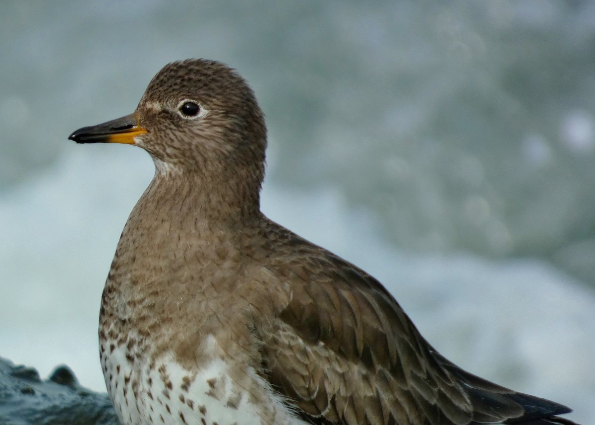 Surfbird - ML615746832