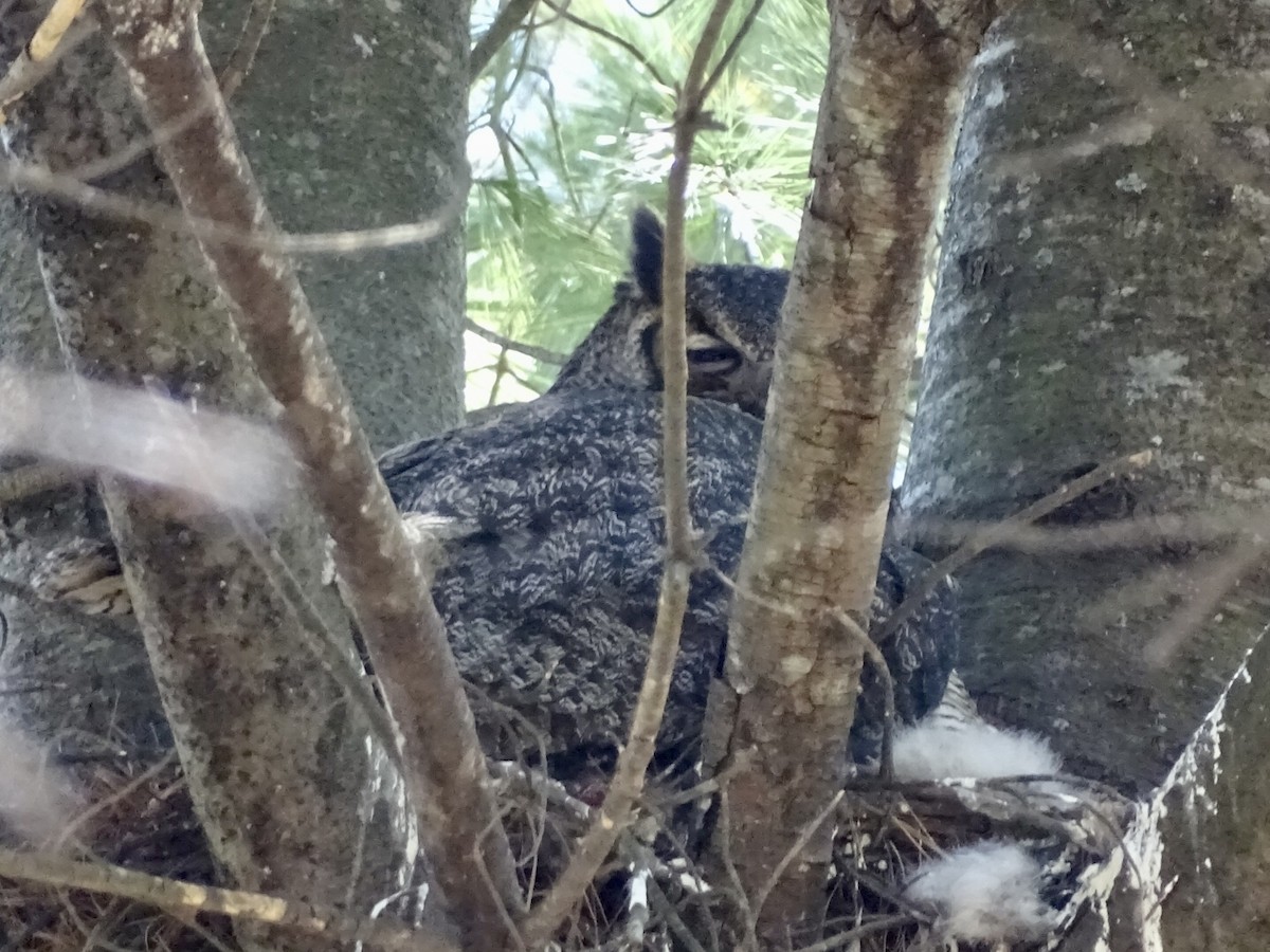 Great Horned Owl - ML615746838