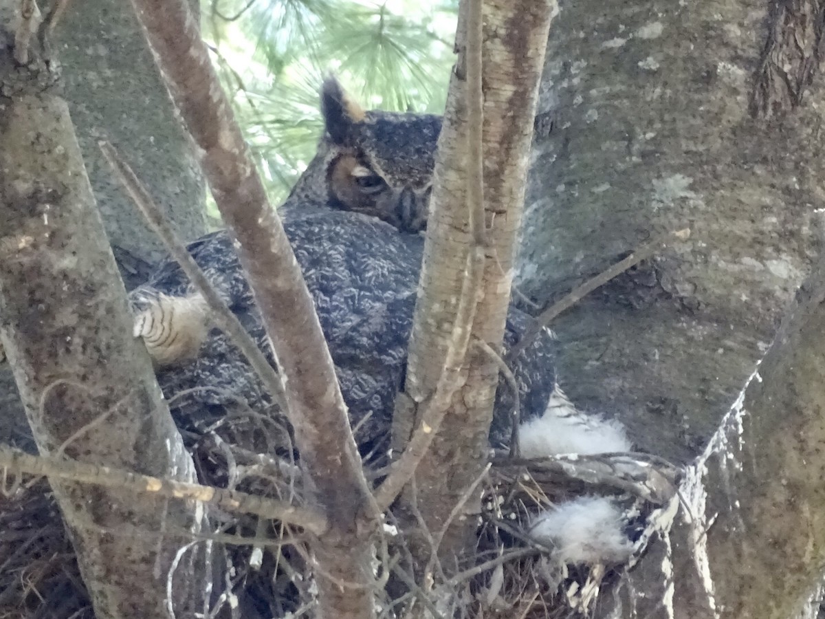 Great Horned Owl - ML615746840