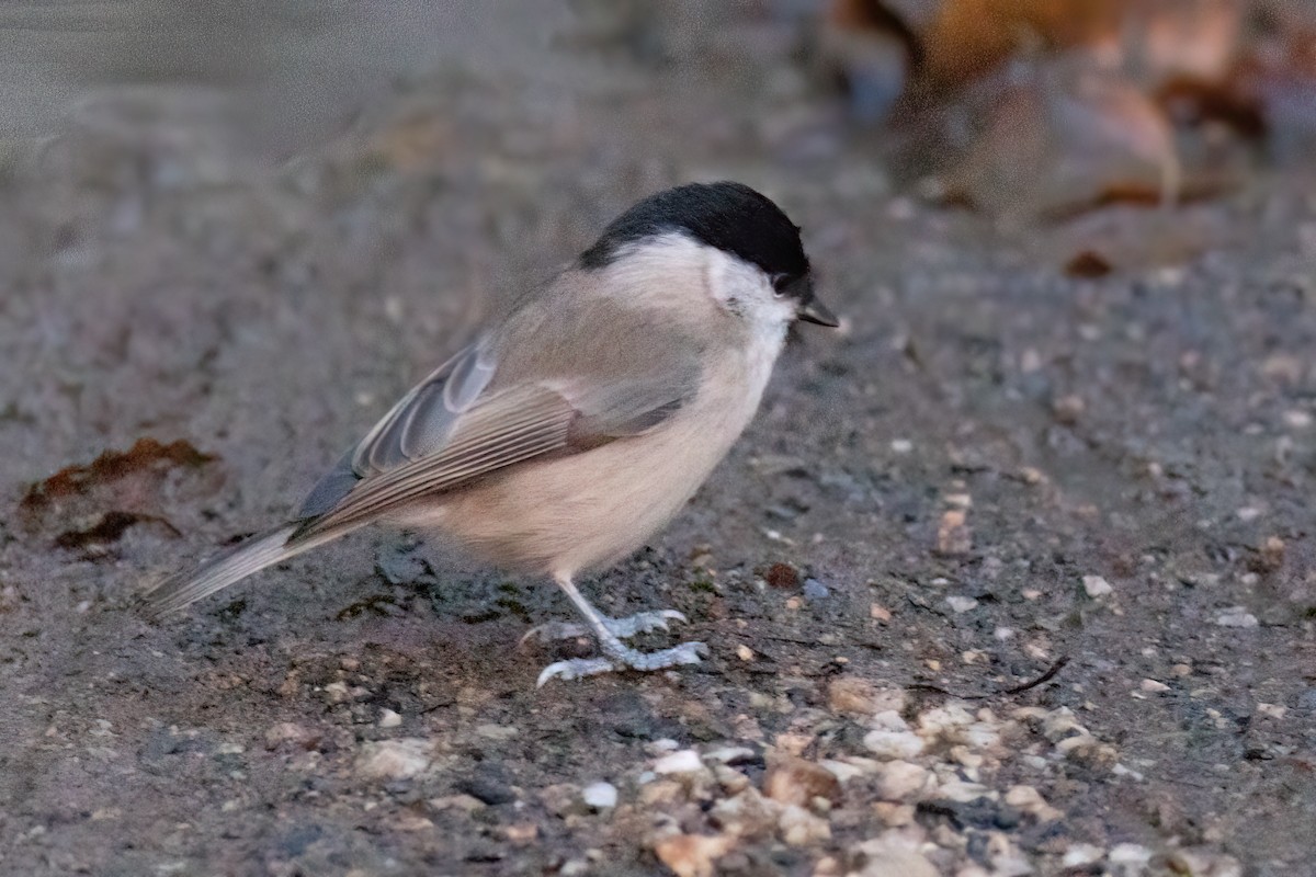 Marsh Tit - ML615746855