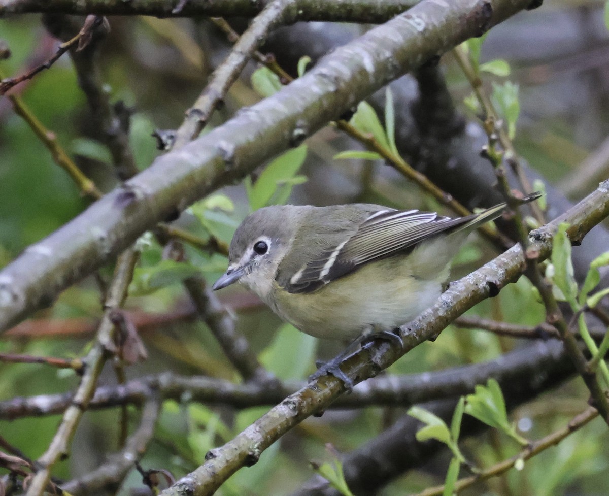 Cassin's Vireo - ML615746870