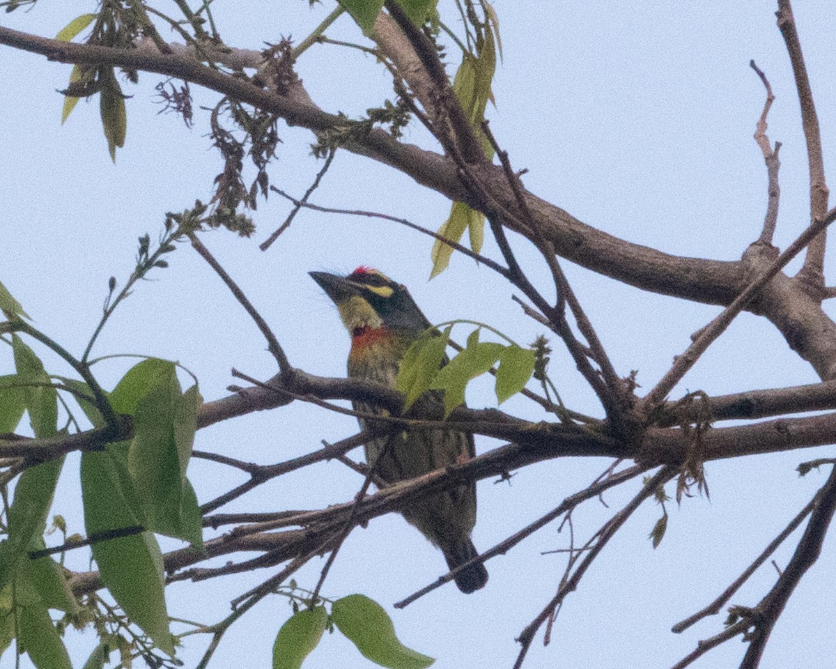 Coppersmith Barbet - ML615746892