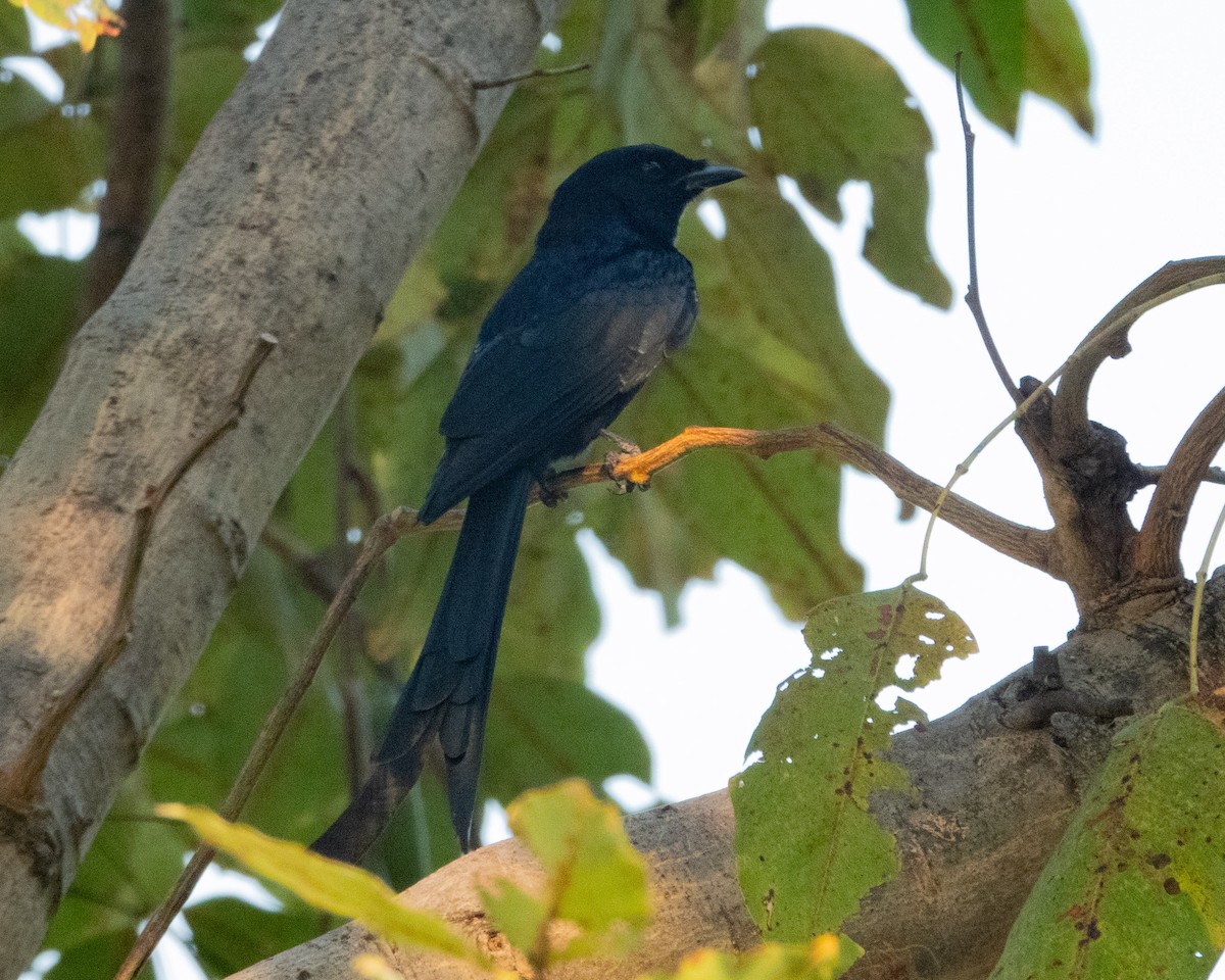 Black Drongo - ML615746900