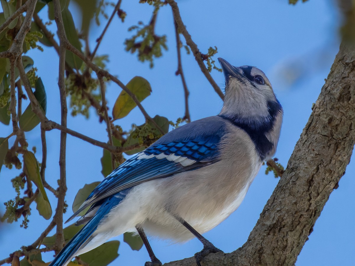 Blue Jay - ML615746987