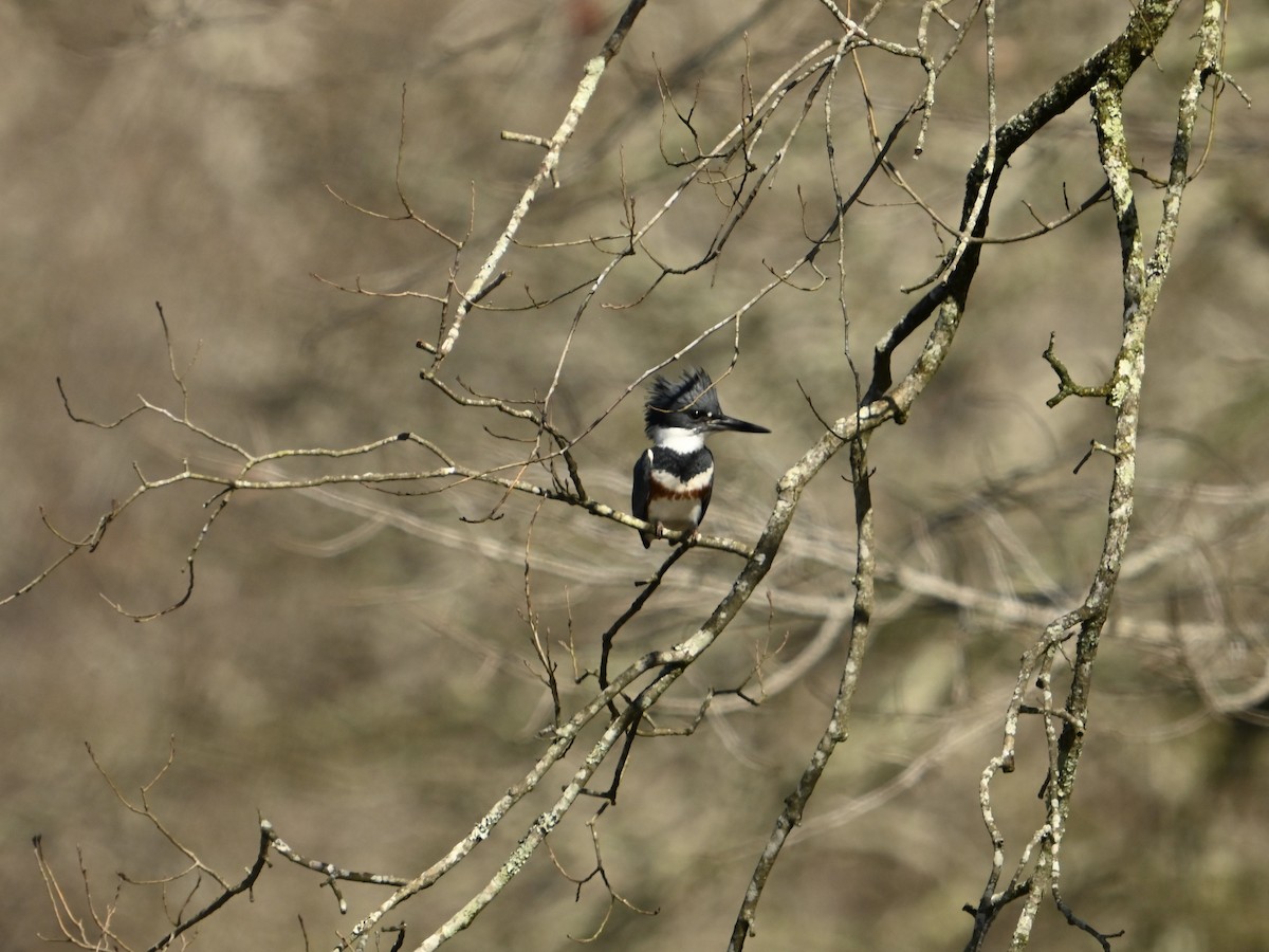 Belted Kingfisher - William Woody