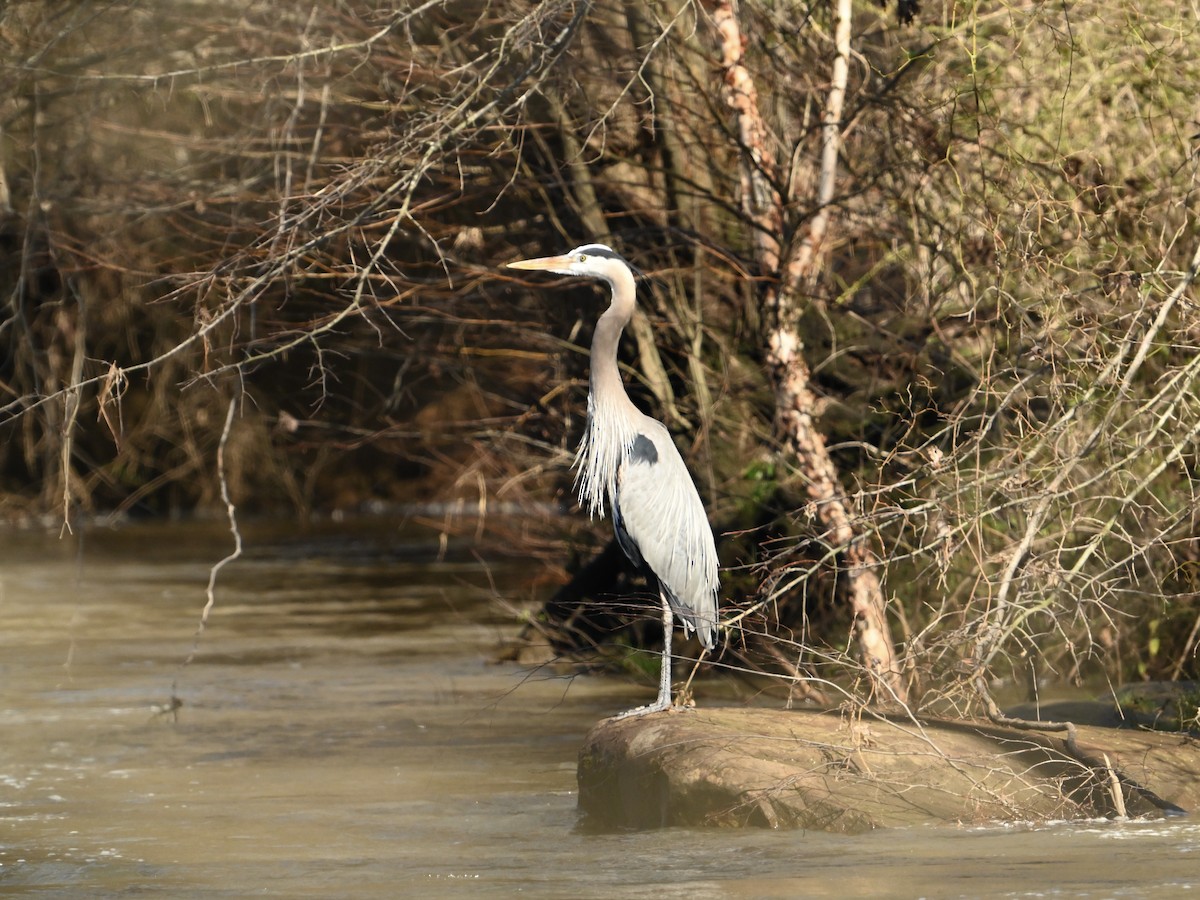 Great Blue Heron - ML615746996