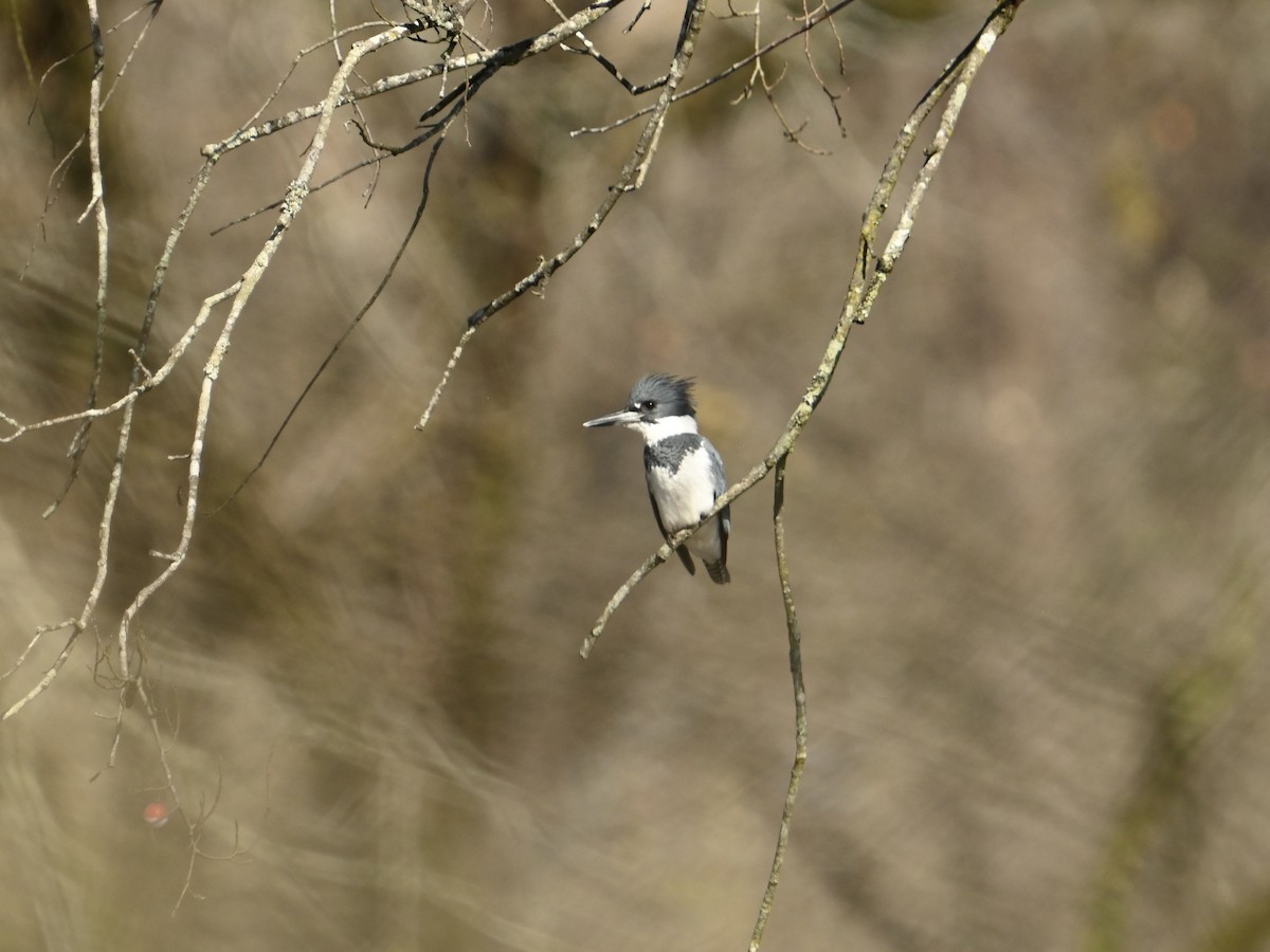 Martin-pêcheur d'Amérique - ML615747011