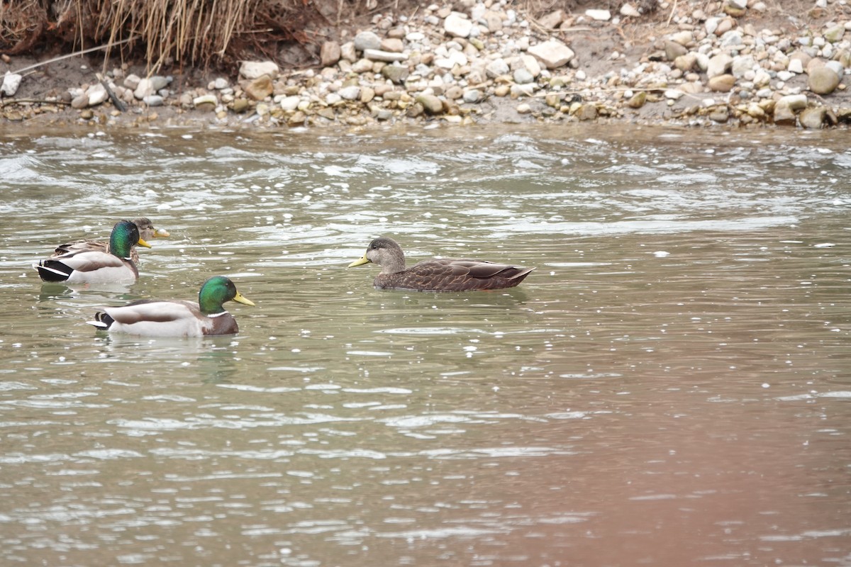 Mallard - ML615747066