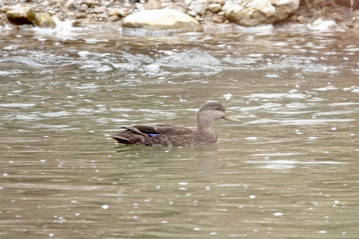 American Black Duck - ML615747075