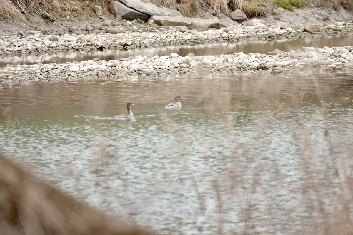 Red-breasted Merganser - ML615747090