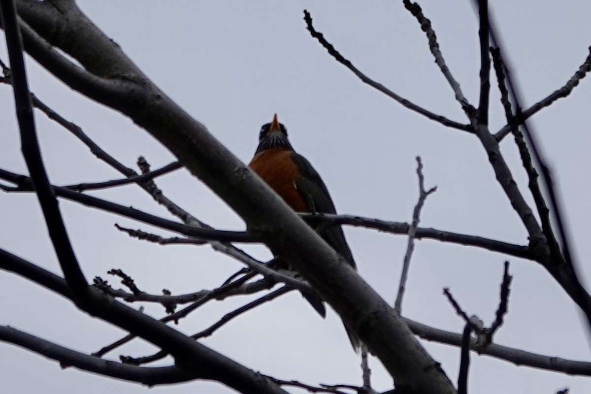 American Robin - ML615747101