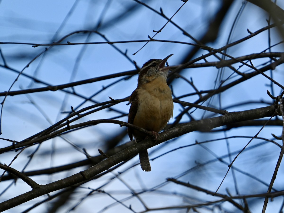 Carolina Wren - ML615747109