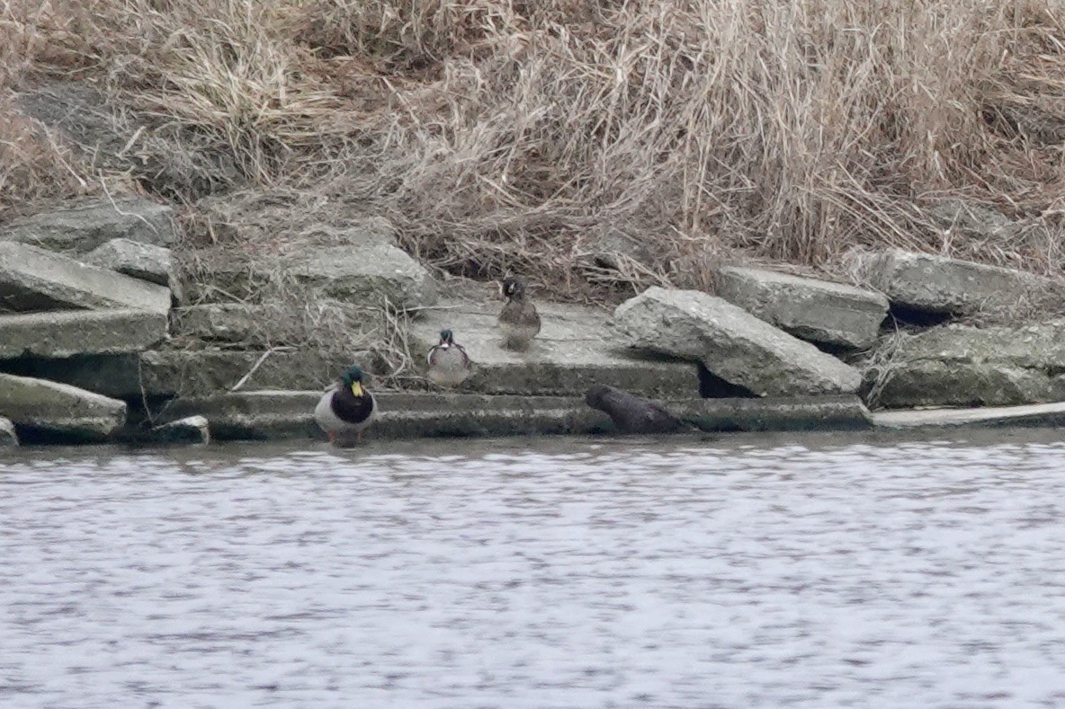 Wood Duck - ML615747173