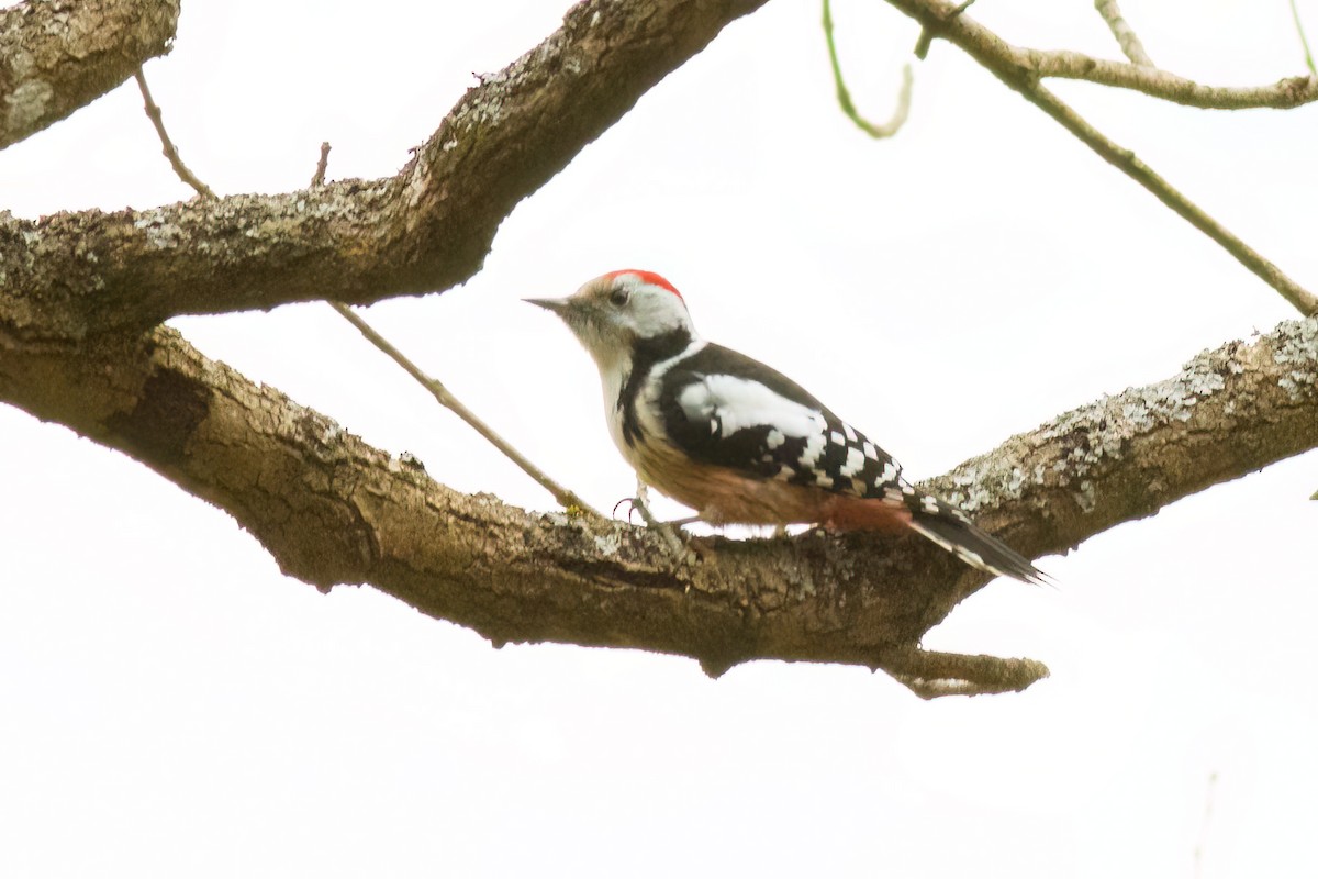Middle Spotted Woodpecker - ML615747228