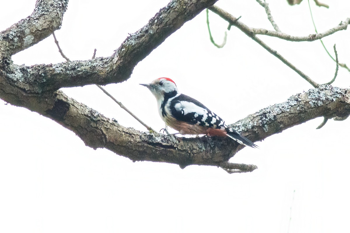Middle Spotted Woodpecker - ML615747229