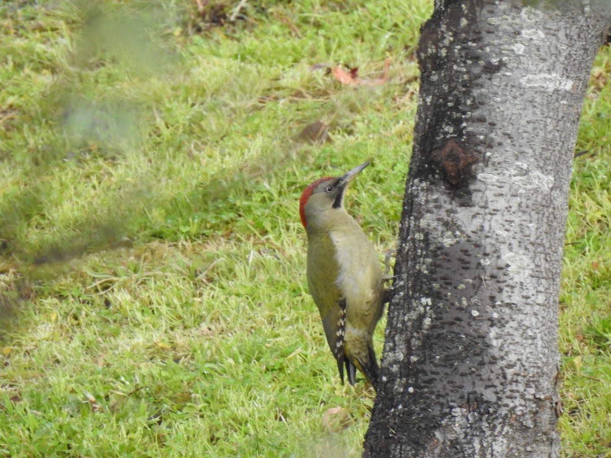 Iberian Green Woodpecker - ML615747305