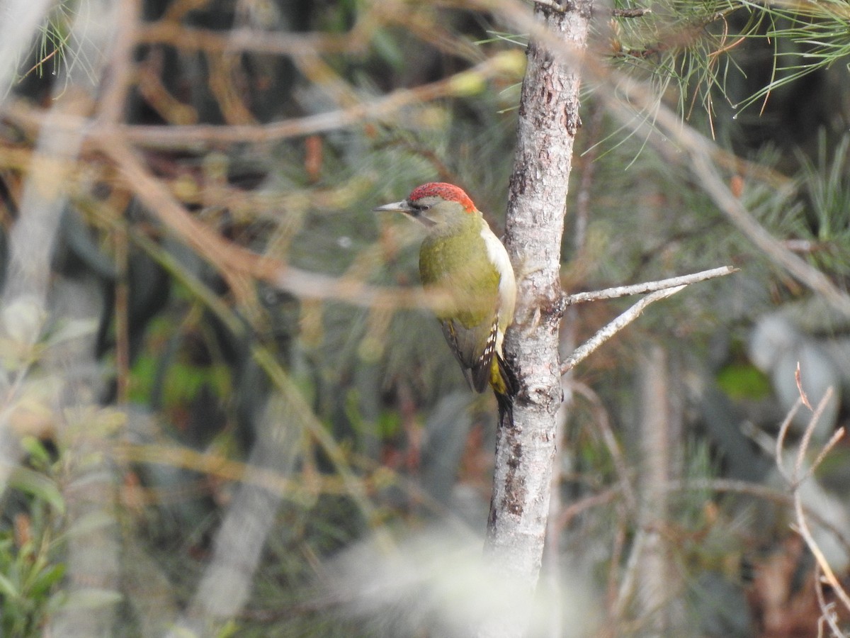 Iberian Green Woodpecker - ML615747306