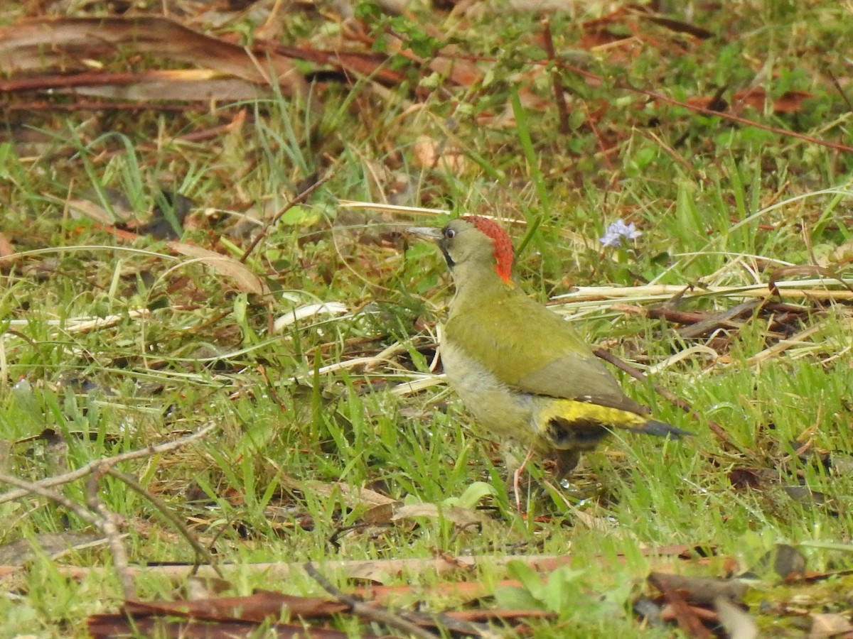 Iberian Green Woodpecker - ML615747309