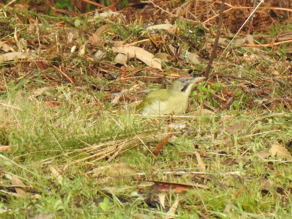 Iberian Green Woodpecker - ML615747311